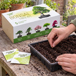 Grow Your Own Bonsai Tree Kit – 5 Trees