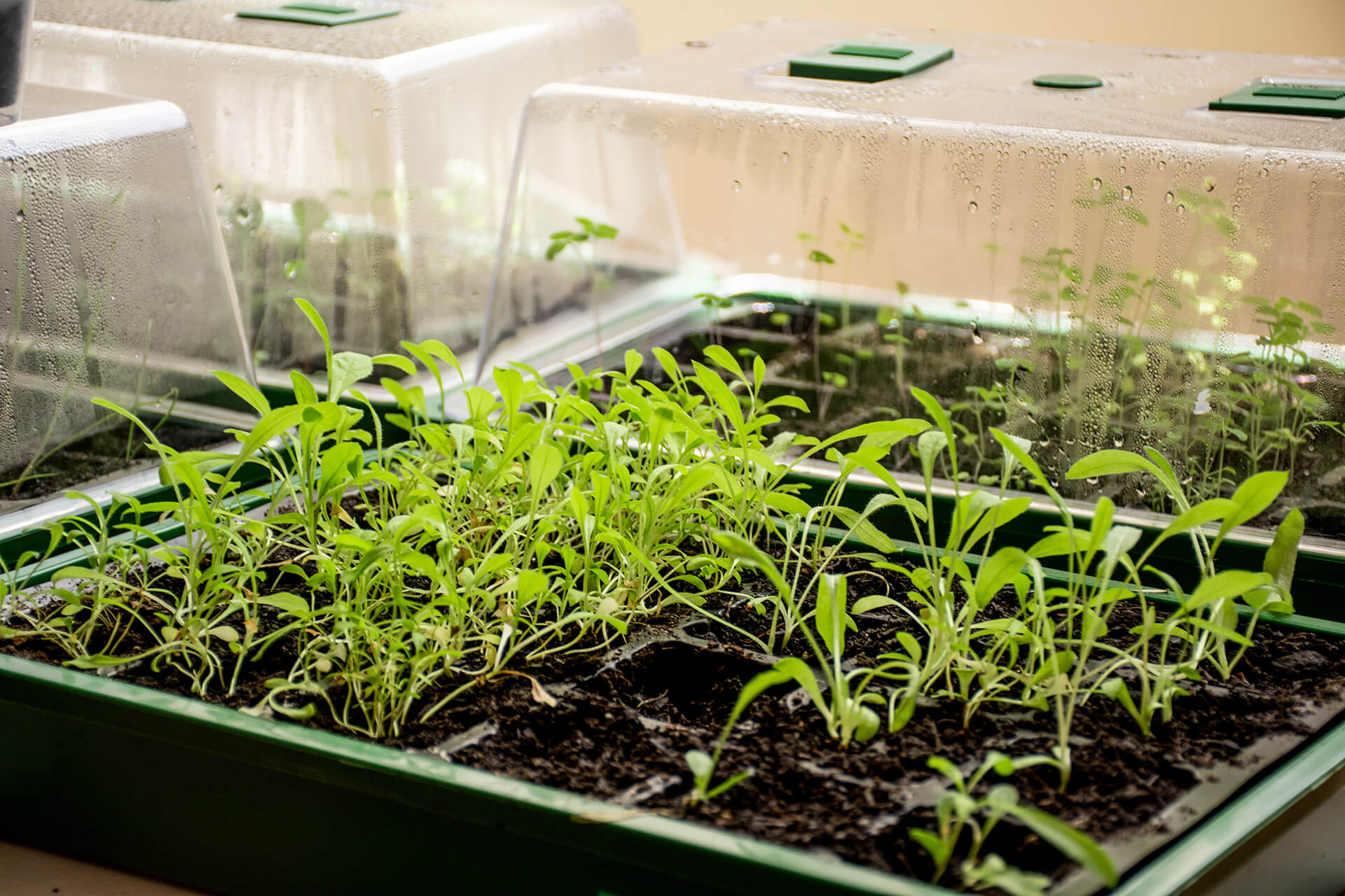 Choosing the soil type/compost for your herbs